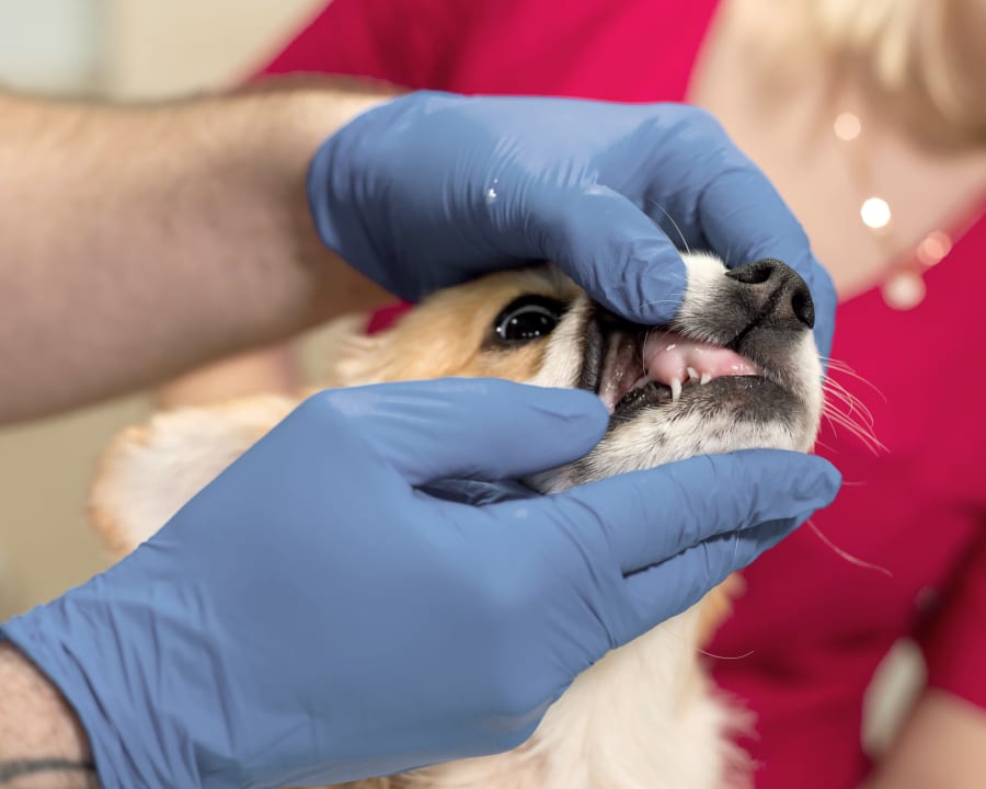 Cat & Dog Dentistry, Westminster Veterinarians